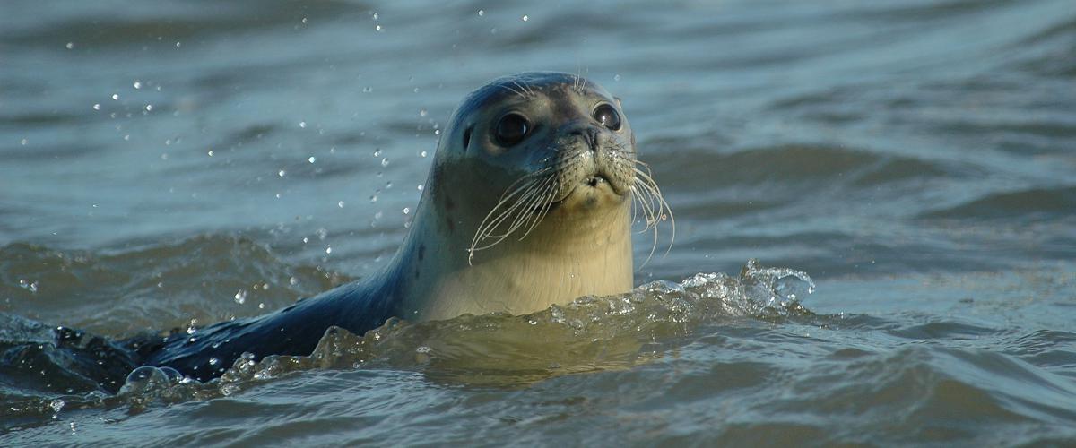 Gewone zeehond | © Ecomare, Salko de Wolf