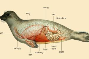 Anatomie van de zeehond | © M. Oberdorff